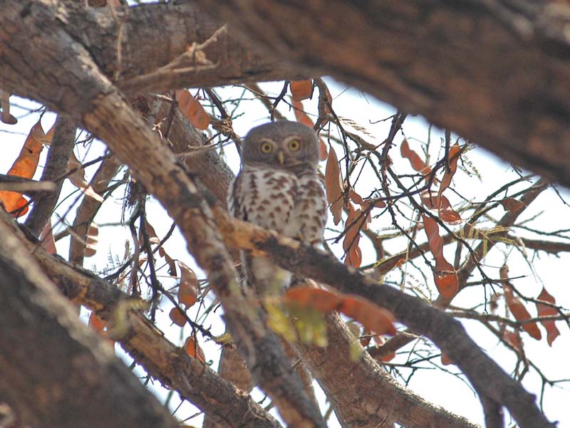African Barred Owl (D)