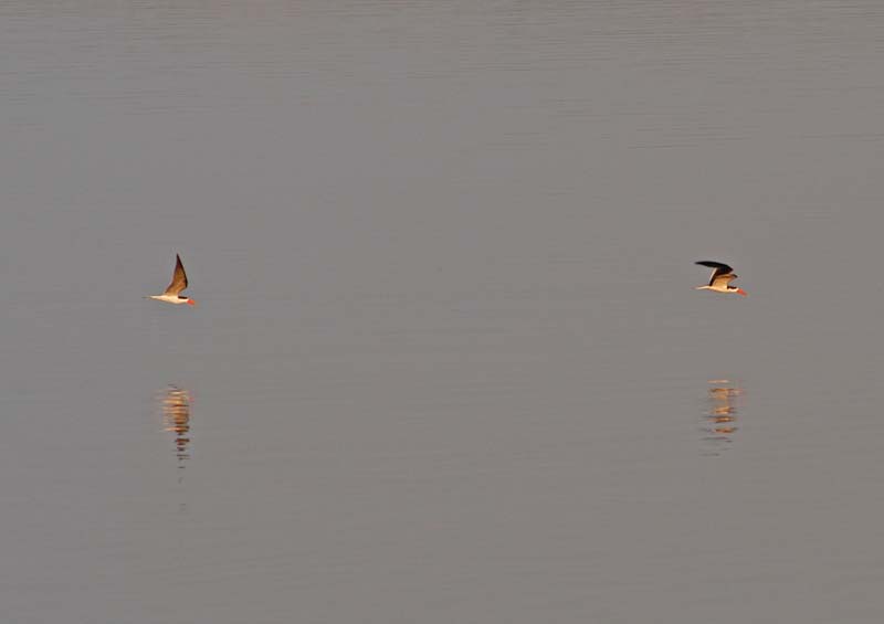 African Skimmers (D)