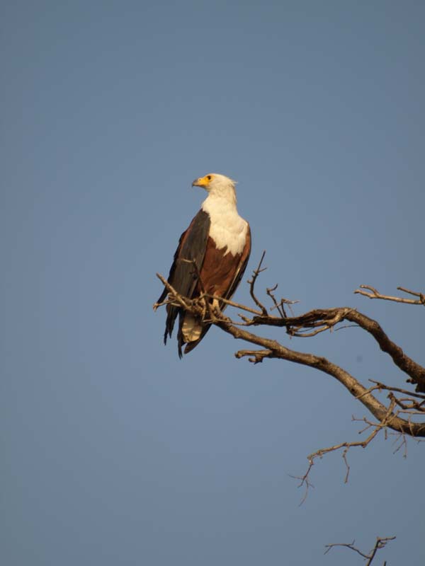 African fish eagle (G)