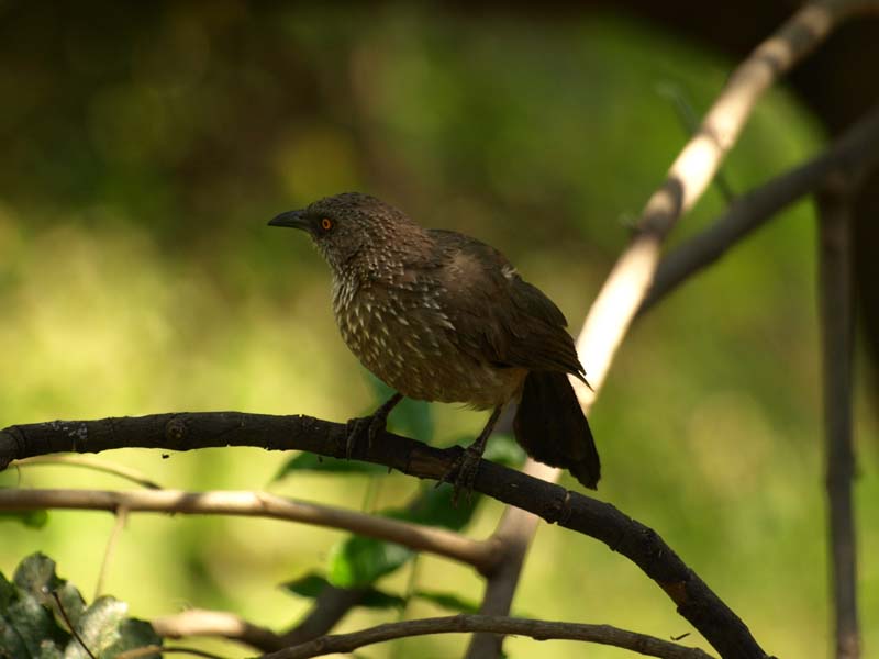 Arrow-Marked Babbler (G)