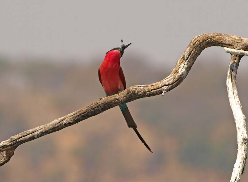 Bee Eater with Bee (G)