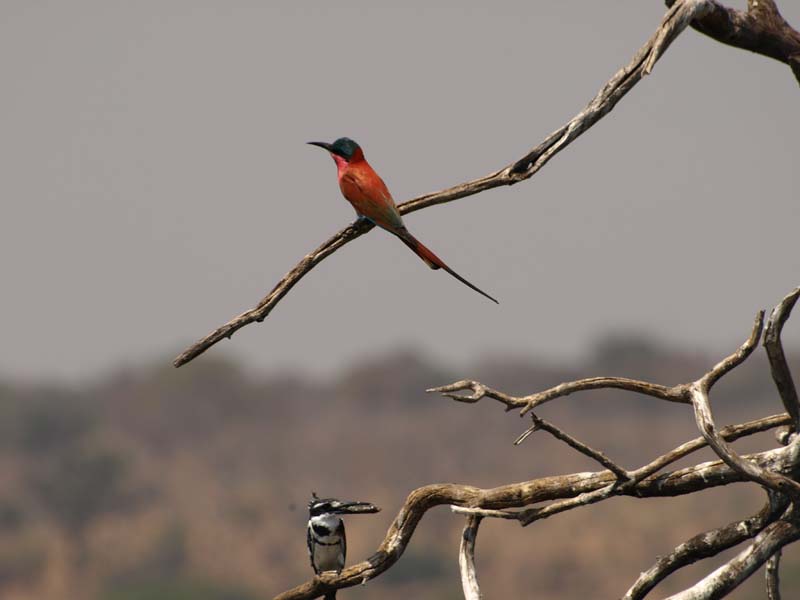 Bee-Eater and Kingfisher (G)
