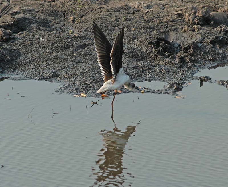 Black Winged Stilt (D)
