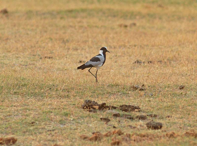 Blacksmith Plover (D)