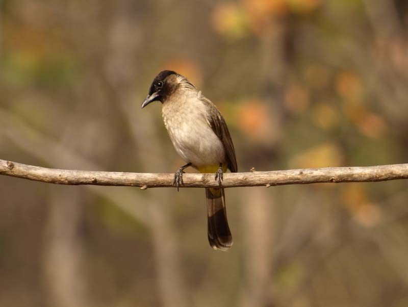 BulBul 1 (G)
