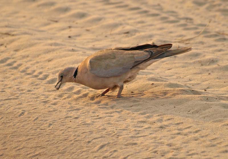 Cape Turtle Dove (G)