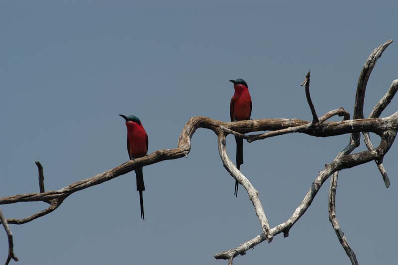 Carmine Bee-eaters (D)
