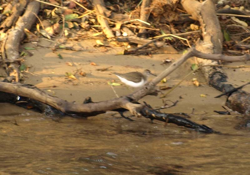 Common Sandpiper (G)
