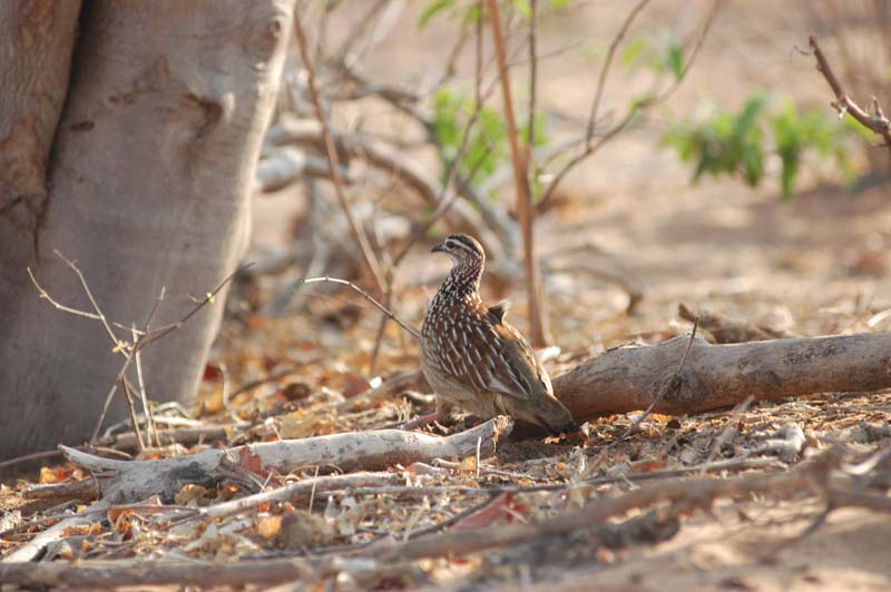 Crested Francolin (D)