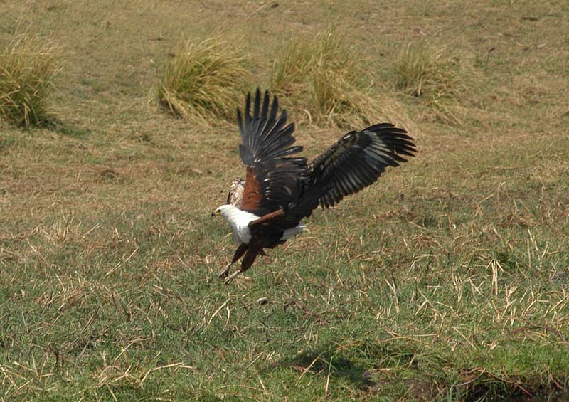 Fish Eagle (D)
