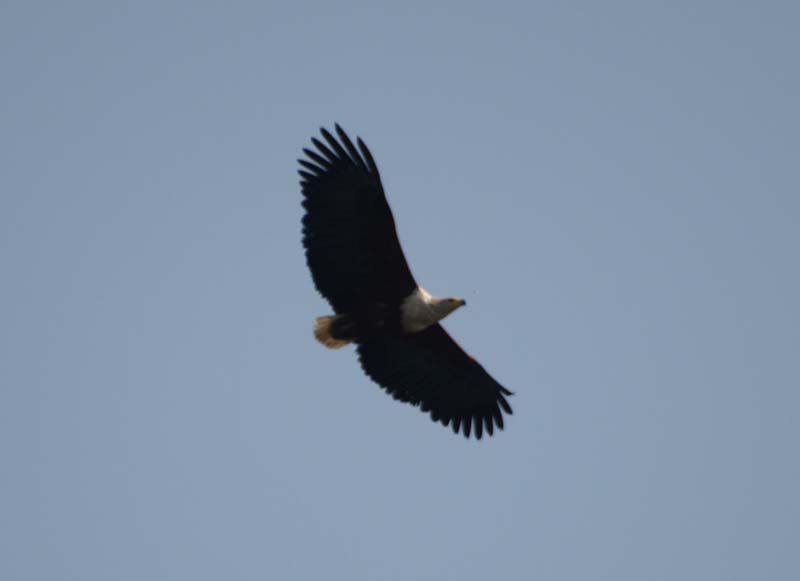 Fish Eagle 1 (G)