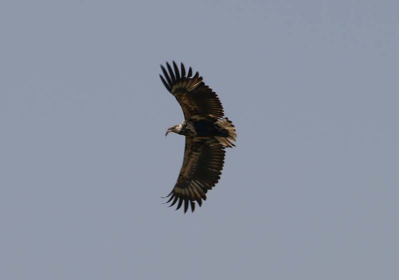 Fish Eagle 2 (G)