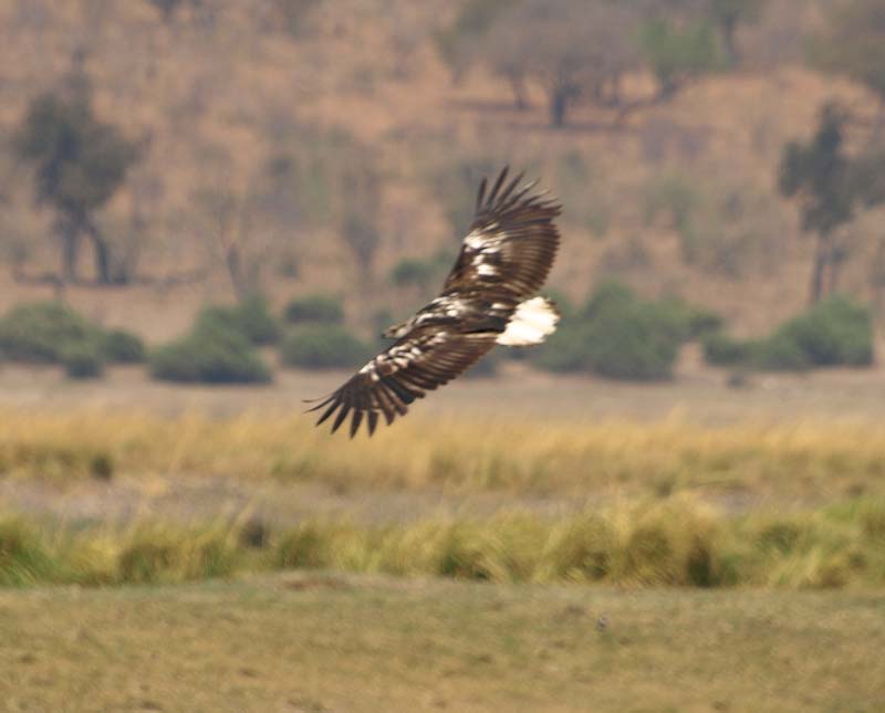 Fish Eagle 3 (G)