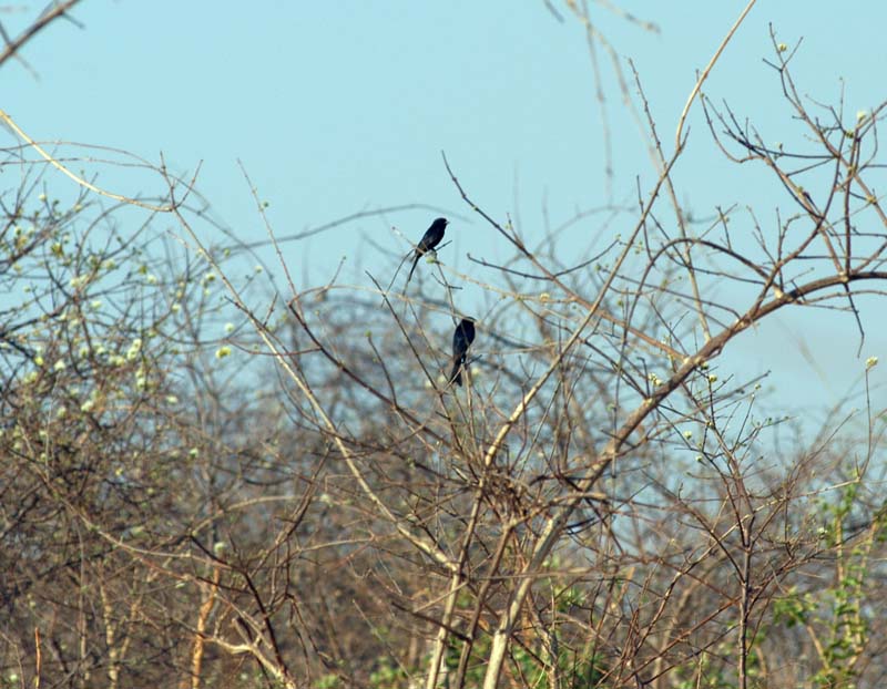 Fork Tailed Drongo (D)