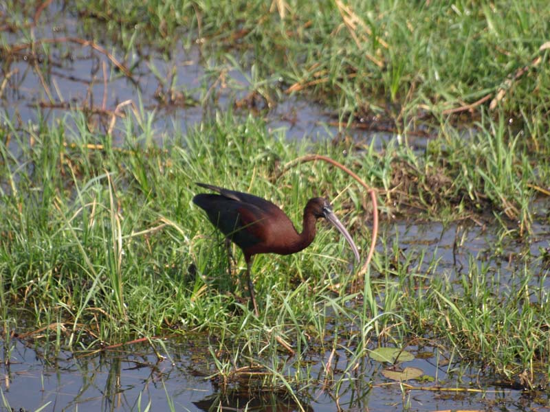 Glossy Ibis (G)
