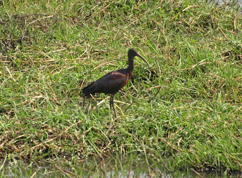 Glossy Ibis 1 (G)