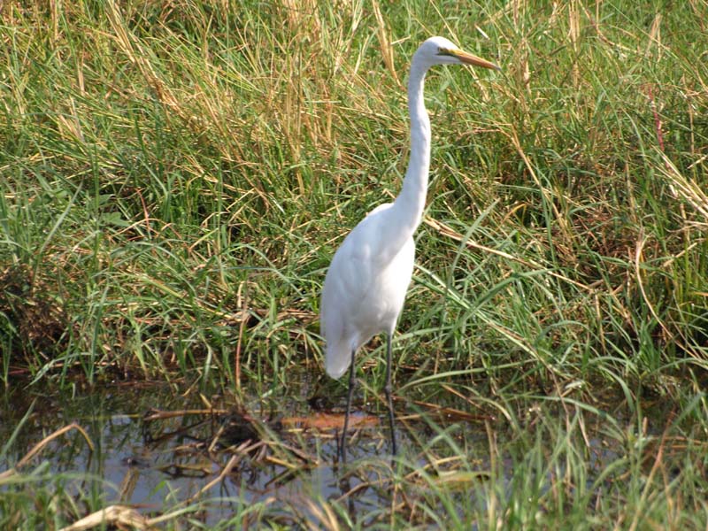 Great Egret (G)