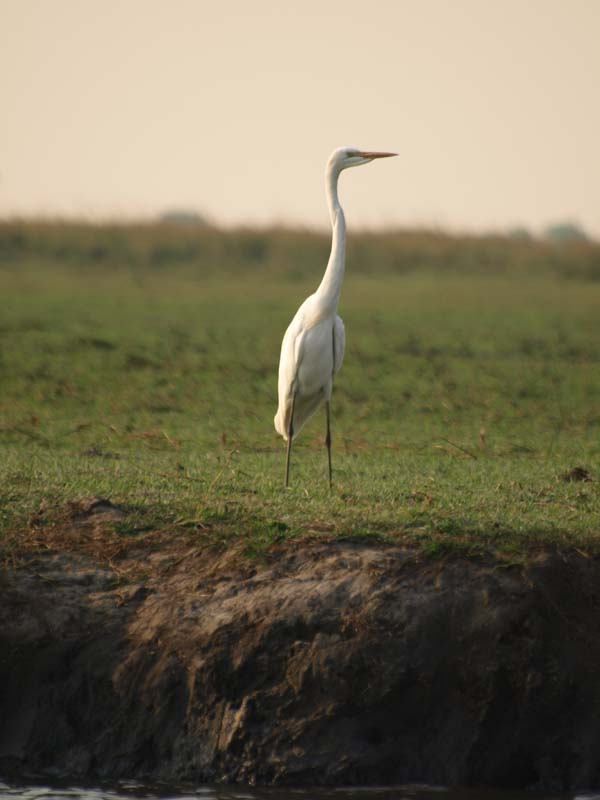 Great Egret 2 (G)