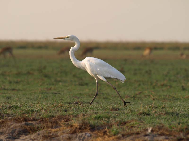 Great Egret 3 (G)