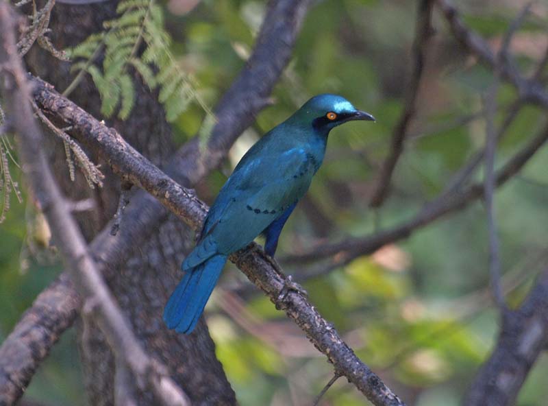 Greater Blue eared Starling (G)