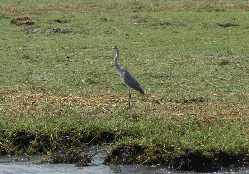 Grey Heron (D)