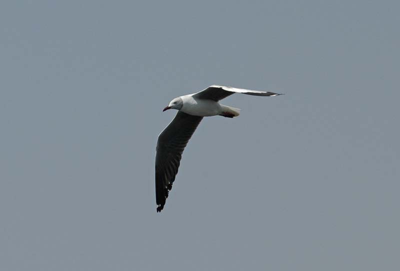 Grey headed gull (D)