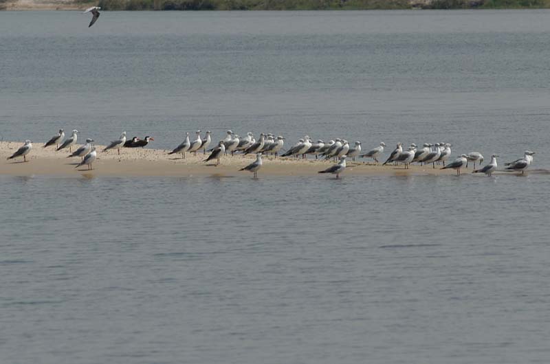 Grey headed gulls and Skimmers (D)