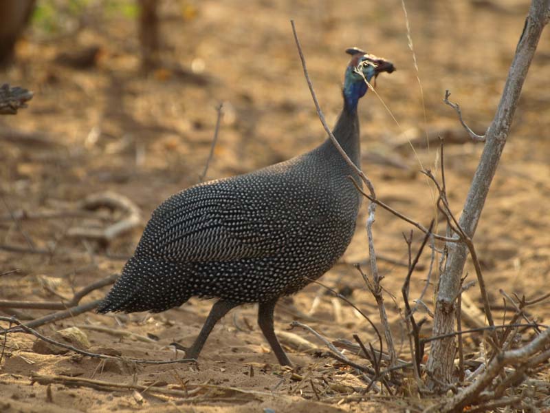 Helmeted Guinea Fowl (G)