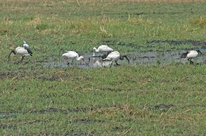 Ibis Stork Spoonbill (D)
