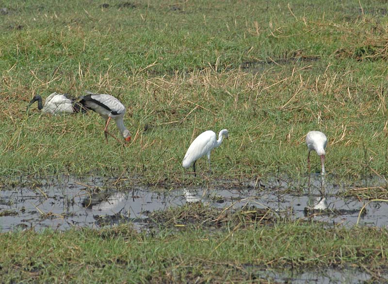 Ibis, Stork, Egret, Spoonbill (D)
