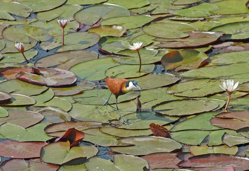Jacana on lilies (D)