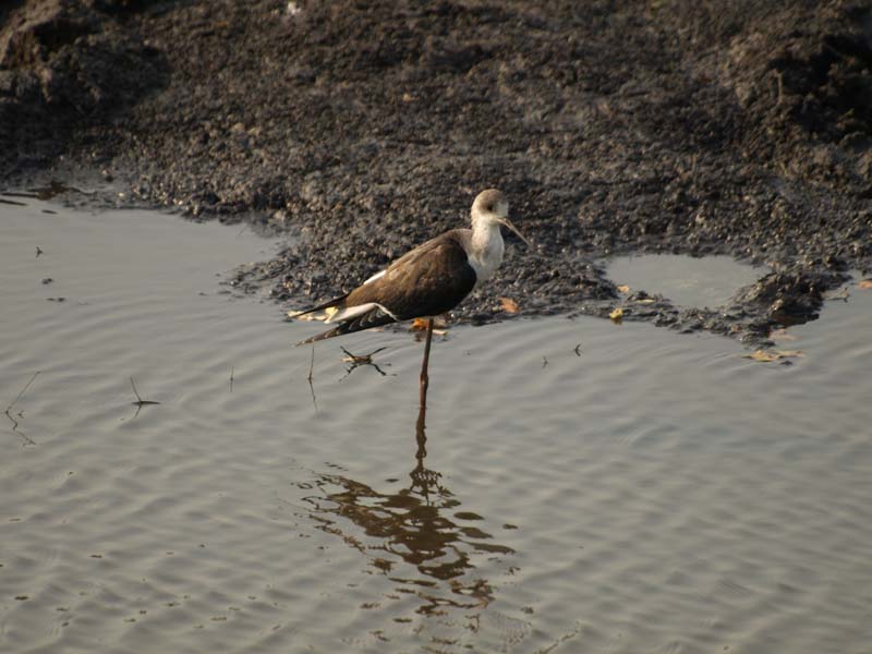 Juvenile Black Winged Stilt (G)