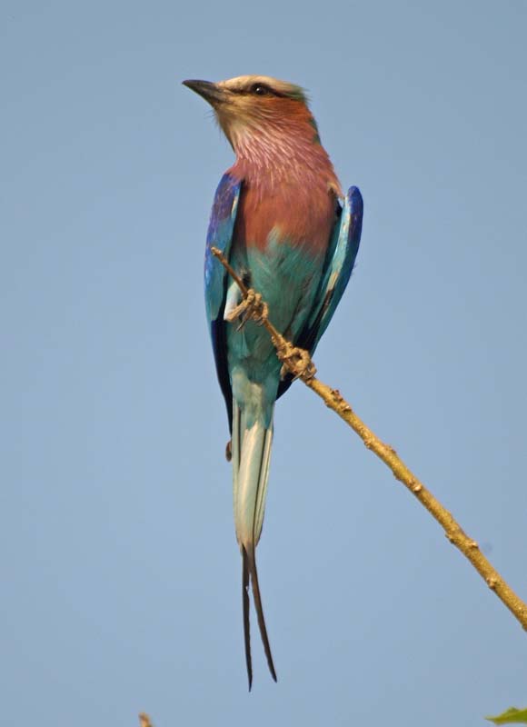 Lilac breasted roller (G)
