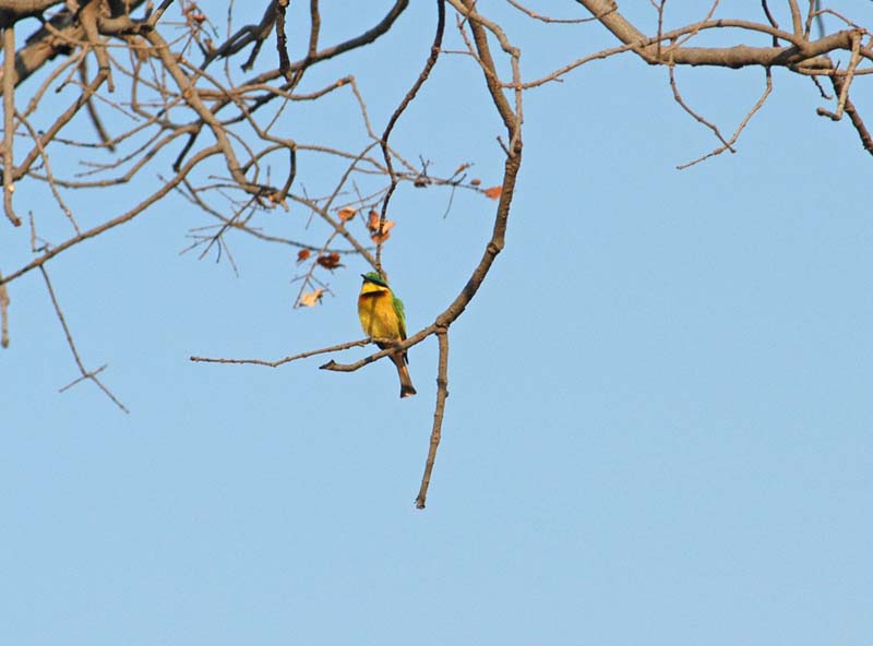 Little Bee-Eater (D)