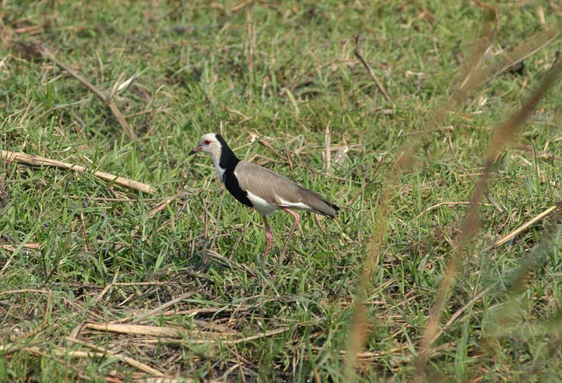 Long Toed Plover (D)