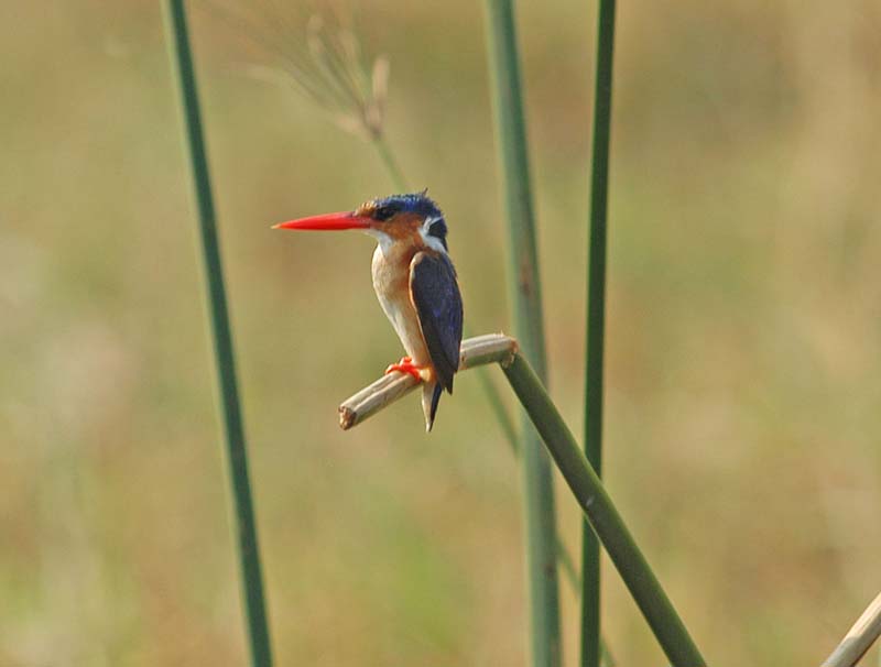 Malachite Kingfisher (D)