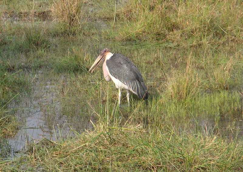 Marabou Stork (D)