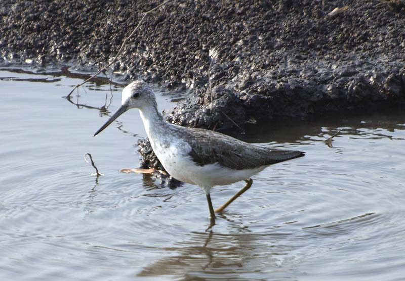 Marsh Sandpiper (G)