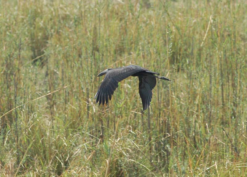 Open Billed Stork (D)