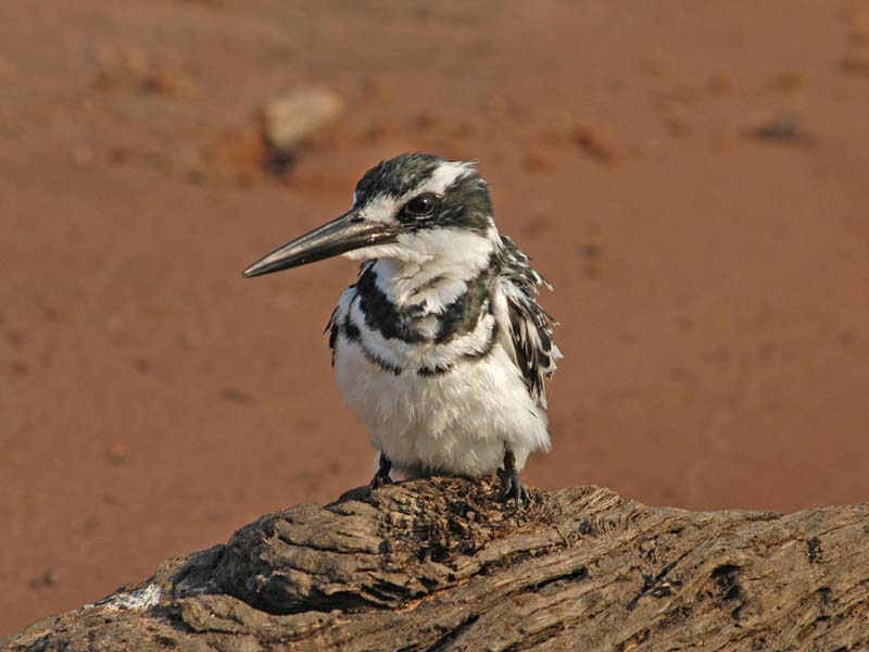 Pied Kingfisher (D)