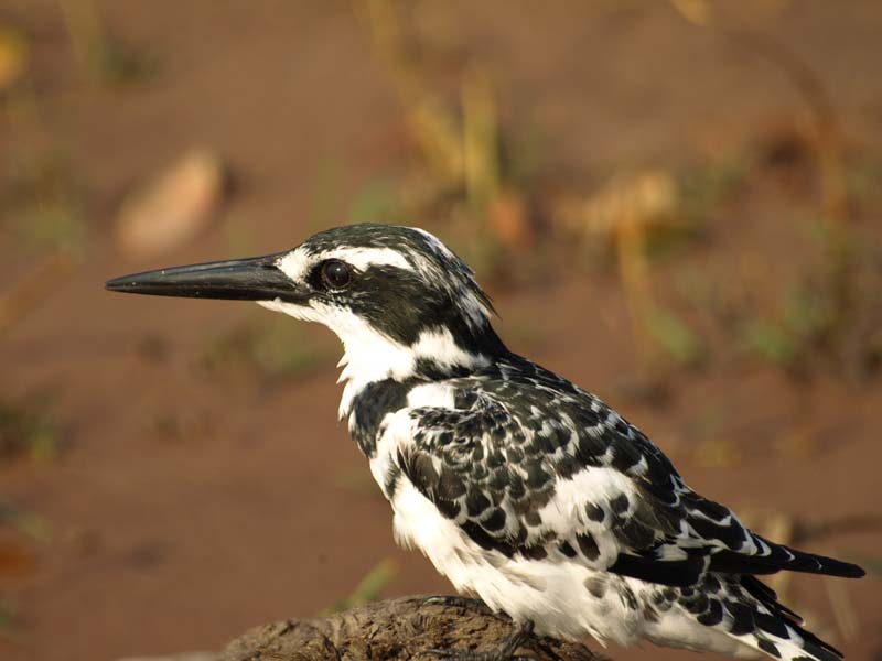 Pied Kingfisher (G)