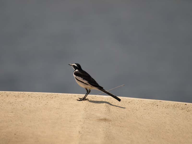 Pied Wagtail (G)