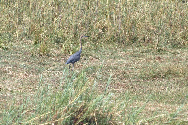 Purple Heron (D)