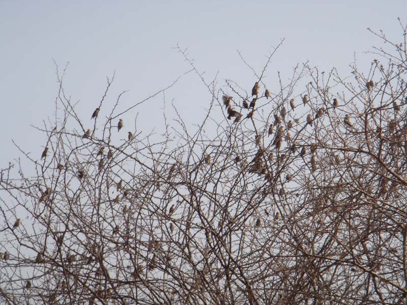 Red Billed Quelea Flock (D)