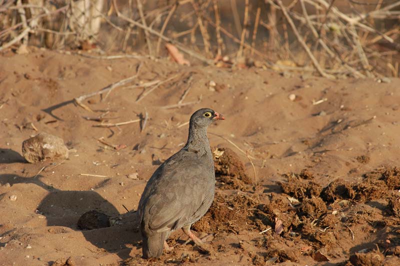 Red billed Francolin (D)