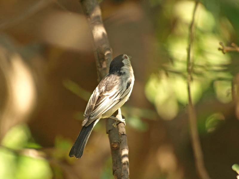 Red eyed Bulbul (G)