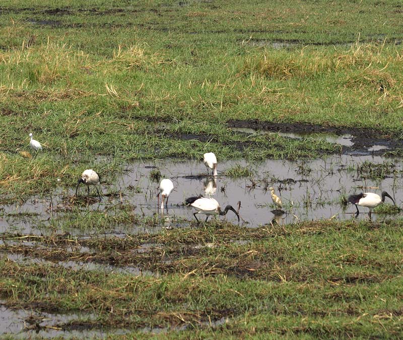 Sacred Ibis Spoonbill Egret Squacco (G)