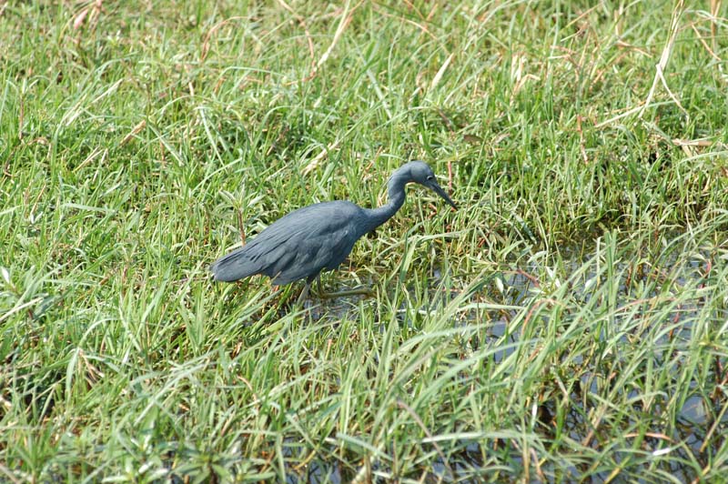 Slaty Egret (D)