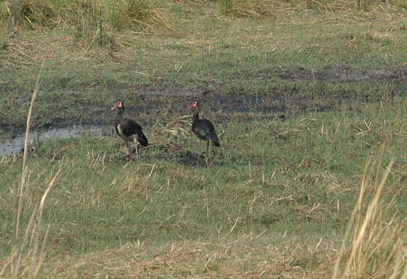 Spur Winged Geese (D)