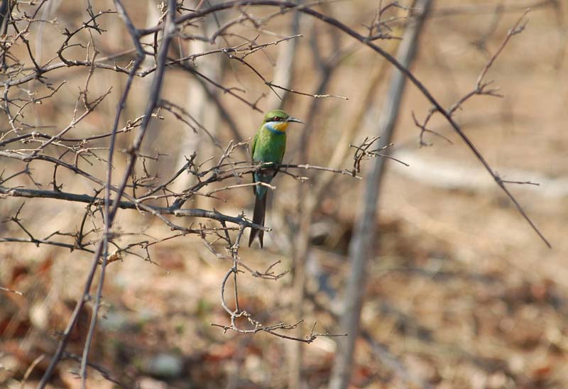 Swallow tailed bee-eater (D)